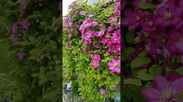 Клематисы в моём саду. #Клематис #клематисвсаду смотреть онлайн