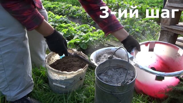 5 летних шагов к большому урожаю клубники в следующем сезоне. Уход за клубникой после сбора урожая.