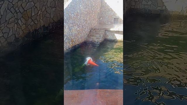 белый медведь в зоопарке в санкт-петербурге смотреть онлайн