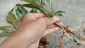 CARA MEMISAHKAN AGLAONEMA RUMPUNAN