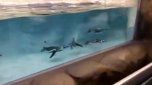 WOW!! Amazing first look of Penguins in Mumbai Zoo!! смотреть онлайн
