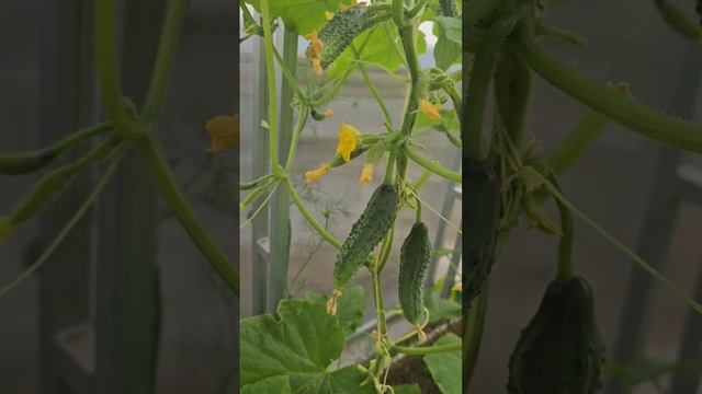 огурцы начали плодоносить? смотреть онлайн
