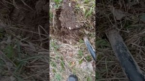 Коп в Карелии ч.4. Имперский сигнал. МД Nokta Makro Simplex Plus. Весна 2022 г.