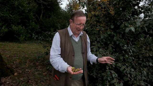 Collecting camellia seeds - Burncoose Nurseries смотреть онлайн