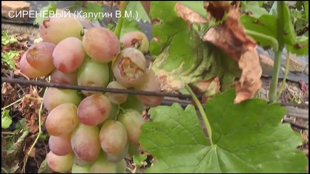 сентябрь 2021 года,Арабелла,Атлант Змеева,Белый Гигант, Сиреневый,Кураж смотреть онлайн