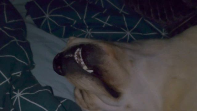 Funny Labrador.  Смешной лабрадор храпит