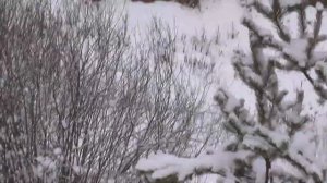 Чз 455 варминт 22 вмр отстрел на кучность патрон S&B 2,6  гр  пуля GHP