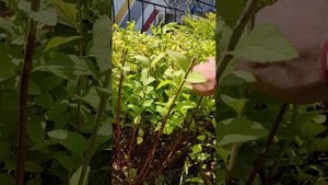 Спирея , барбарис... Ухаживаем за клумбой.