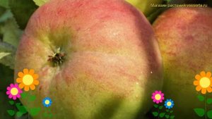 Яблоня. Краткий обзор, описание характеристик, где купить саженцы malus domestica Болотовское