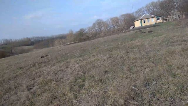 окот 100% нубийки и чувство потери в один день .....#окотнубийскойкозы #чпвхозяйстве #козы смотреть онлайн