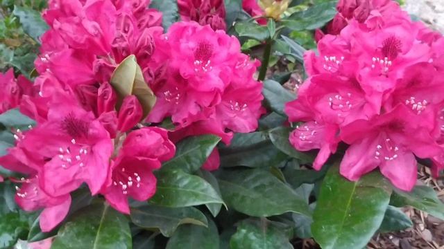 Рододендрон Rhododendron Hybride "Nova Zembla" 23.05.2022