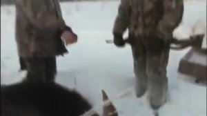 Охота на лося зимой