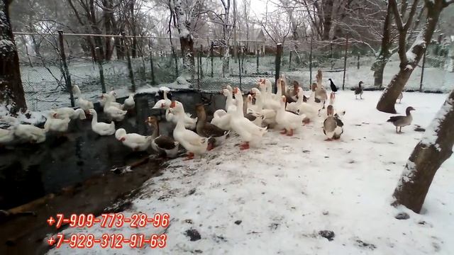 Холмогорские гуси Мустафаева Мустафы Г. из ставропольского края февраль 2018. смотреть онлайн