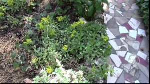 ЯСКОЛКА ПОЧВОПОКРОВНОЕ РАСТЕНИЕ. ПОСЛЕ ЦВЕТЕНИЯ  ЧТО ДЕЛАТЬ?