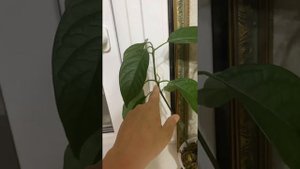 Прищипка авакадо