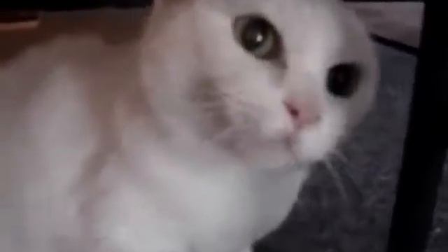 Злая киса смотреть онлайн