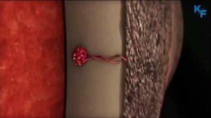 Бегемот - самое агрессивное животное Африки. Бегемот против Крокодила, Льва,Носорога. Бегемот в дел