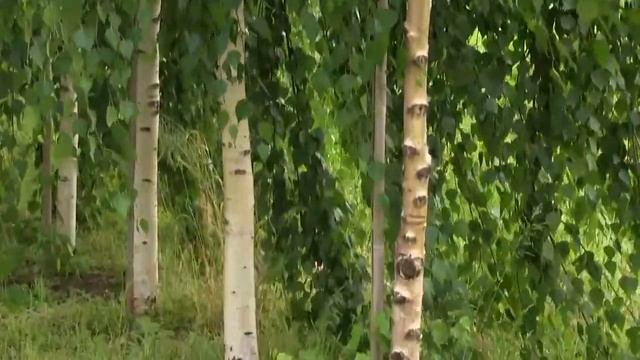 Богатый выбор плакучих растений от питомника Сад Вашей мечты смотреть онлайн