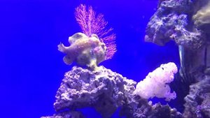 Рыба-удильщик Коммерсона Antennarius commersoni