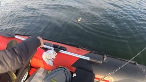 Рыбалка с лодки на Курминском заливе