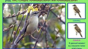 Камышевка. Камышовка. Евразия. Голоса птиц