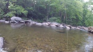 Fly Fishing North Georgia Trout Stream, UNEXPECTED VISITOR!!