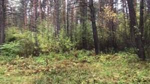 Осенний юмор. Прогулка в  осеннем лесу. Новосибирск Заельцовский парк. Осенние приколы.