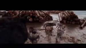 Сумерки.  Коматоз клип