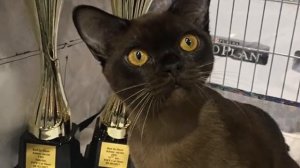 Кратко о Burma Aldis