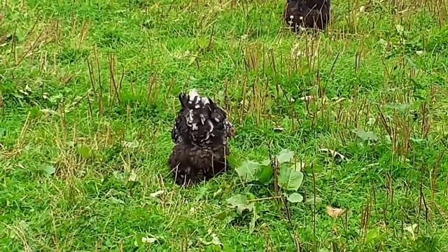 куры Кохинхин мраморный смотреть онлайн