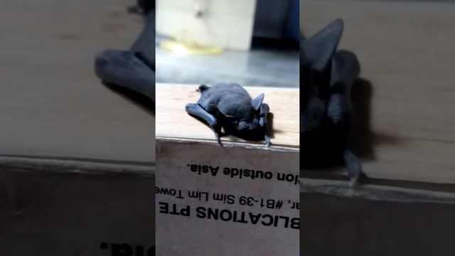 Tiny bat showing some activity...