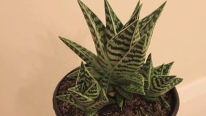 Aloe Variegata