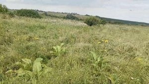 Сенокос Воронежская область воробьевский р-н хутор Луговской