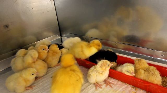 У нас вывелись цыплята и утята. смотреть онлайн