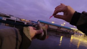 #477 #streetfishing | Раздача Невских Окуней |