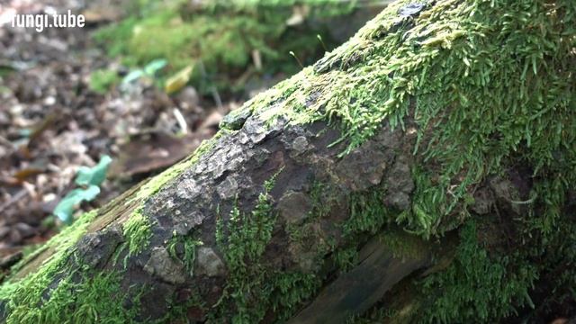 Ganoderma carnosum (4K) 25.08.2021, Poland смотреть онлайн