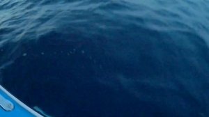 Троллинг , пеламида 2800гр