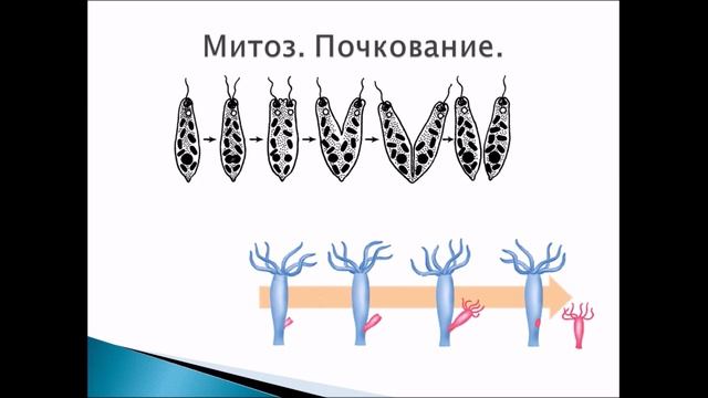 Бесполое размножение. Биология 6 класс.