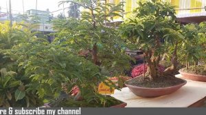 Chakdaha Flower Exhibition(Bonsai  Collection) 2020