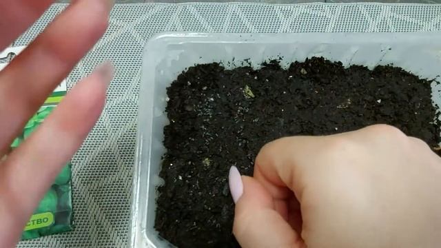 Как посеять базилик, чтобы получить гарантированные всходы? смотреть онлайн