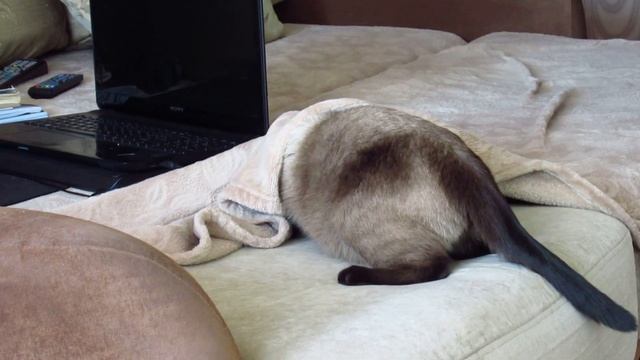 Кот невидимка // Invisible cat смотреть онлайн