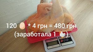 Куры на яйцо или на мясо// Курица Голошейка как бизнес