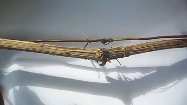 Виноградная лоза пускает воздушные корни смотреть онлайн