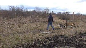 Как быстро научить команде "сидеть".Сибирская Хаски. Дрессировка и Воспитание