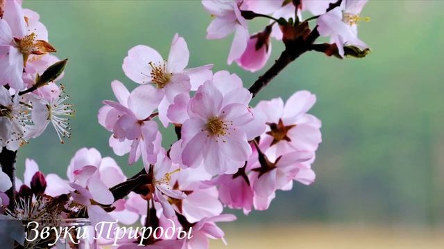 ?Звуки природы для глубокого сна с умиротворяющим пением птиц ? #музыкадлясна