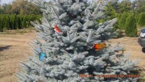 Ель колючая Эдит (picea edith) ? колючая ель Эдит обзор: как сажать, саженцы ели Эдит
