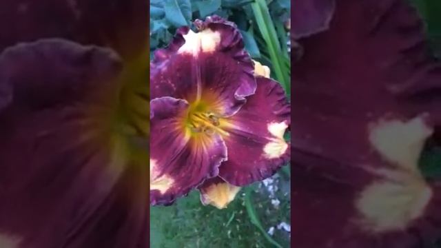 Лилейник Colby Coventry Daylily