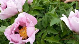 Пион древовидный Рока из семян. Челябинск .