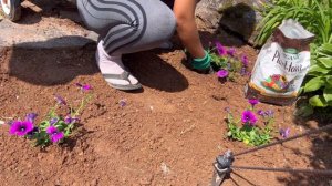 Planting Verbena & Petunia 🌱 #verbena  #petunia #auger #espoma #planttone