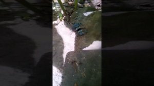 ТОП 10 САМЫХ РЕДКИХ НАСЕКОМЫХ